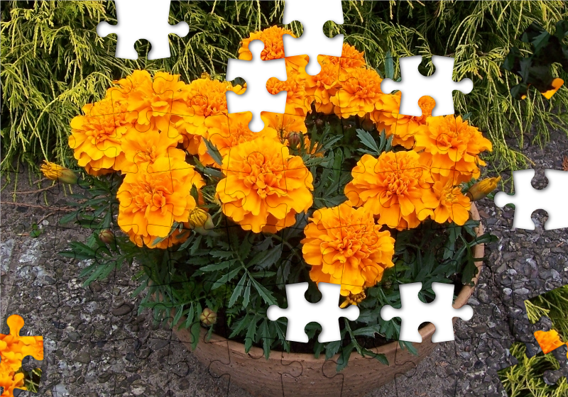 tagetes