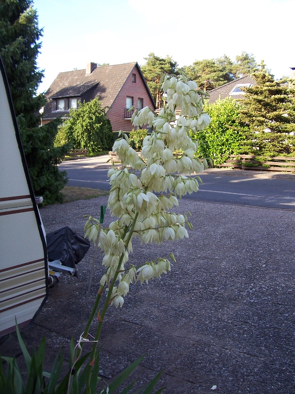 yucca